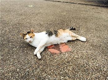 复古快打风格新作《愤怒战斗：都市黑帮》将登陆NS