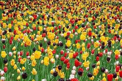 马斯克AI女友Ani火爆出圈 给3A游戏行业上了一课